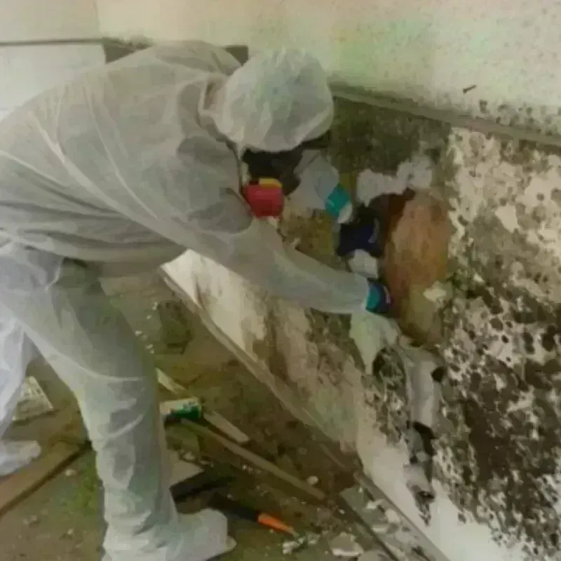 Mold Remediation and Removal in Amador County, CA